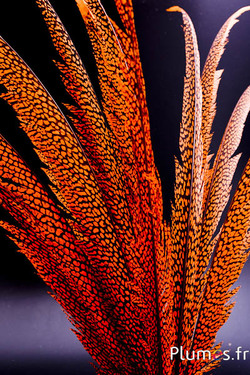 Faisan doré - 55-65 cm - orange